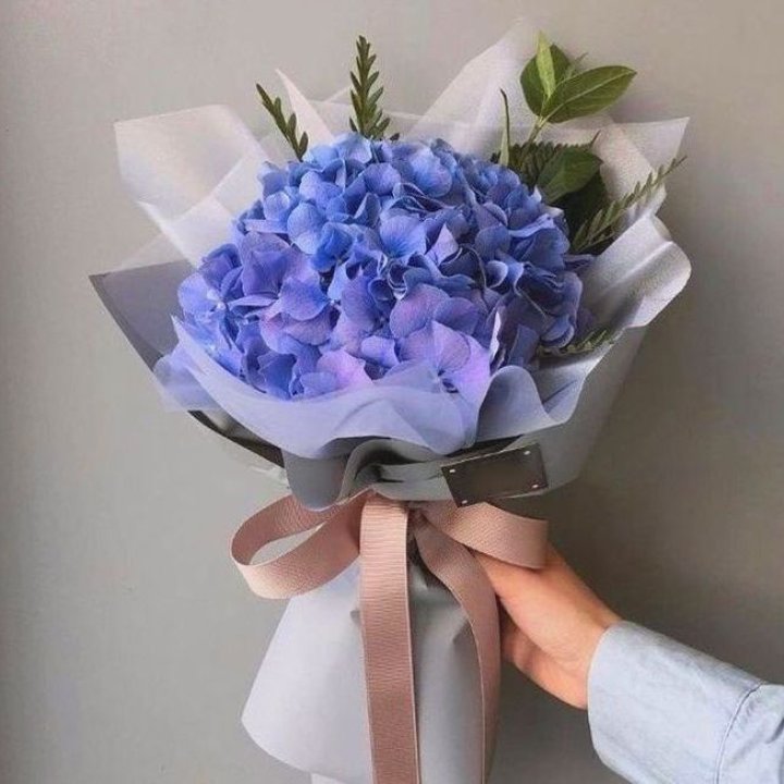 Гортензия голубая в Туле