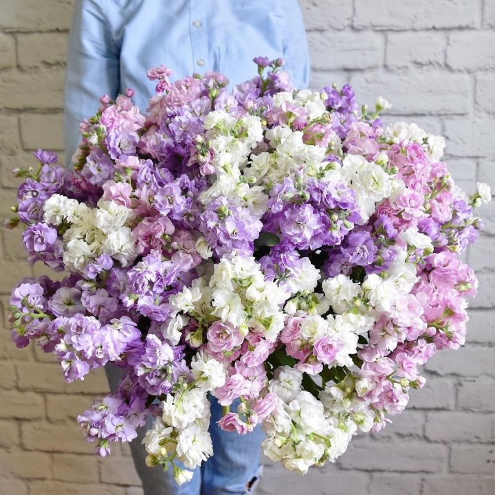 Облако маттиол в Туле