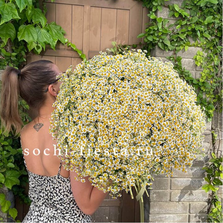 101 ромашка в Туле