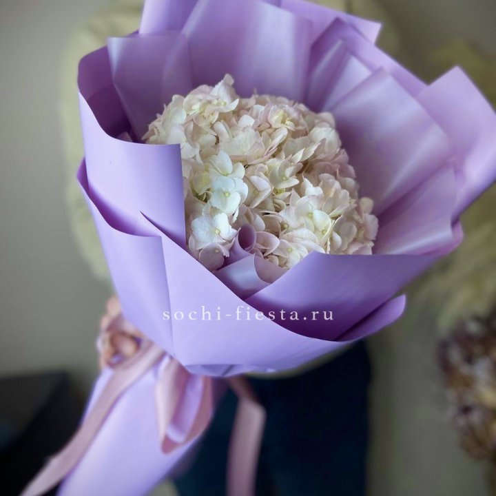 Гортензия розовая в Туле