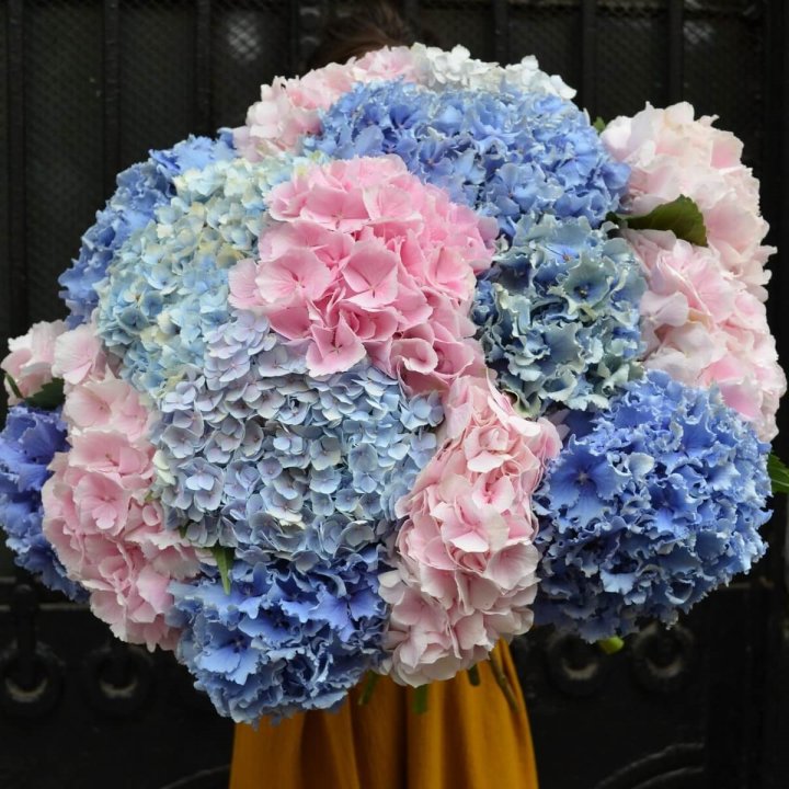 Букет гортензий "Фонтан" в Туле