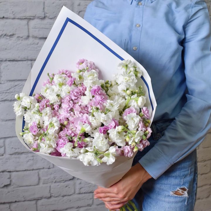 Маттиола в Туле