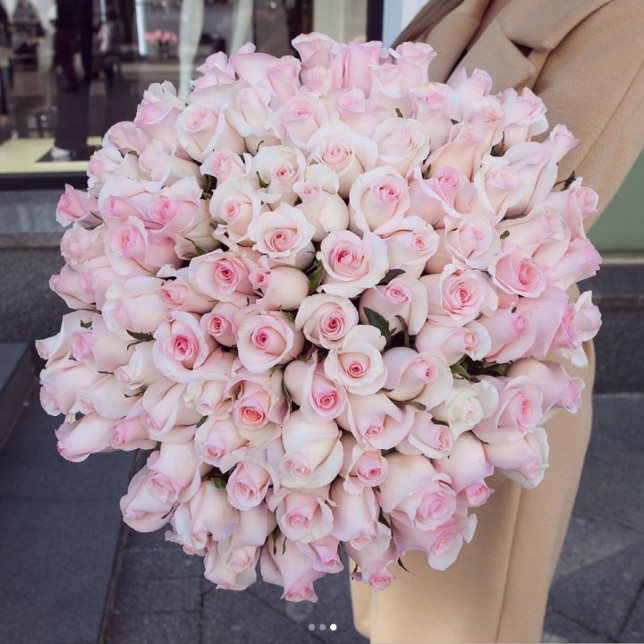 Розы "Пинк бум" в Туле