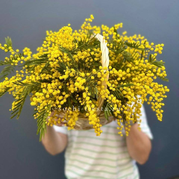 Весенняя корзина мимозы в Туле