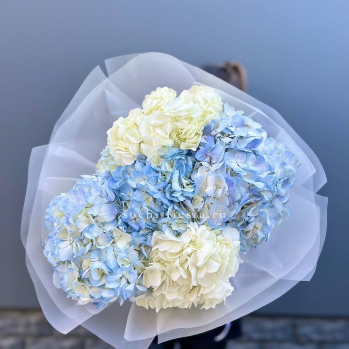 5 бело-голубых гортензий в Туле