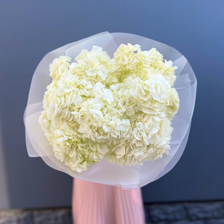 7 белых гортензий в Туле