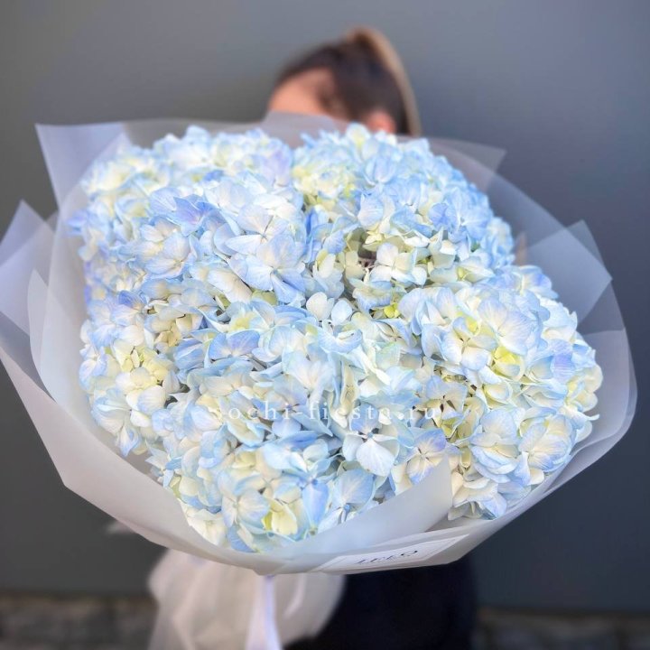 5 голубых гортензий в Туле