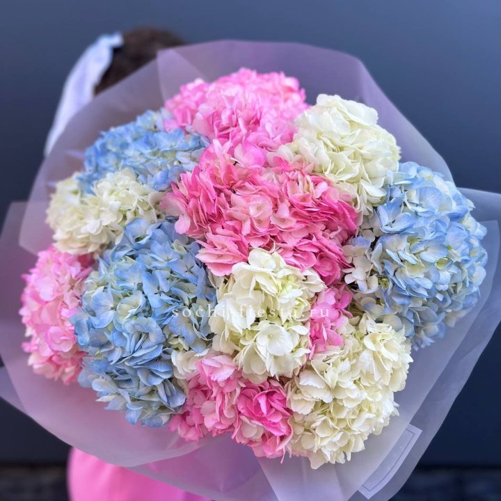 11 гортензий микс в Туле