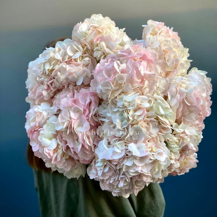 Охапка розовой гортензии в Туле
