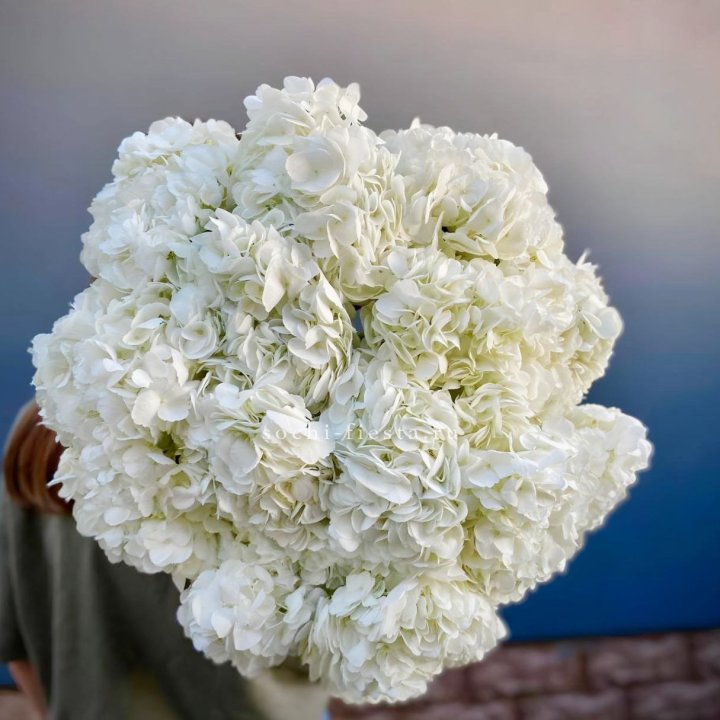 Охапка белой гортензии в Туле