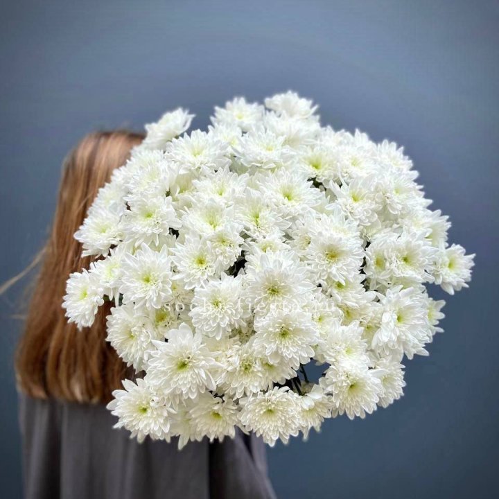 Охапка Хризантемы кустовой в Туле