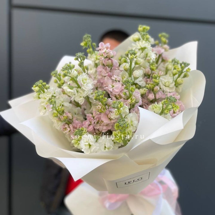 29 маттиол  в Туле