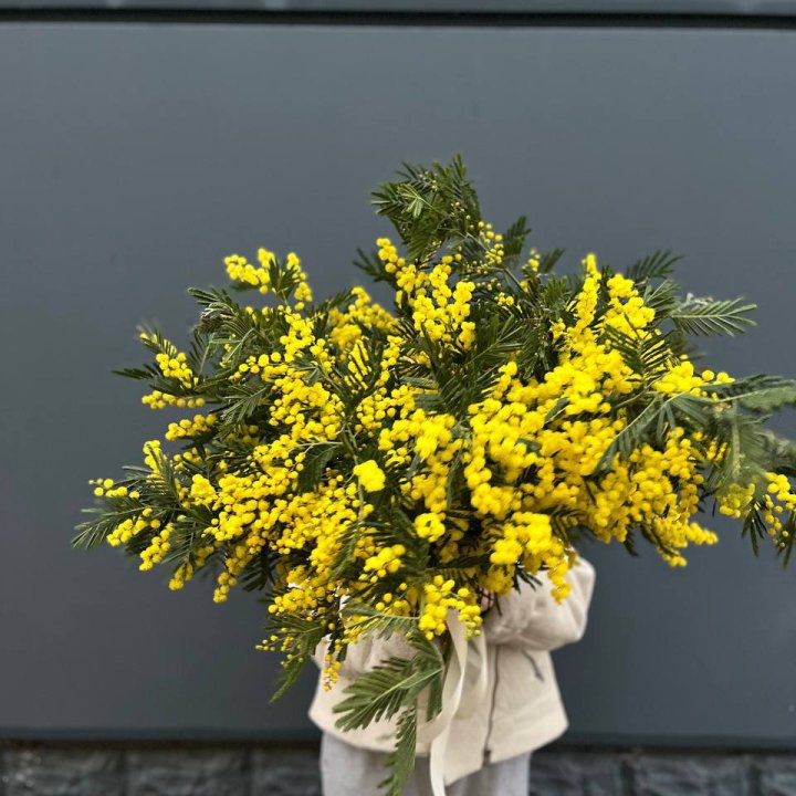 Охопка мимозы в Туле