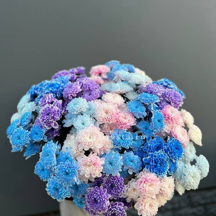 25 цветных хризантем в Туле