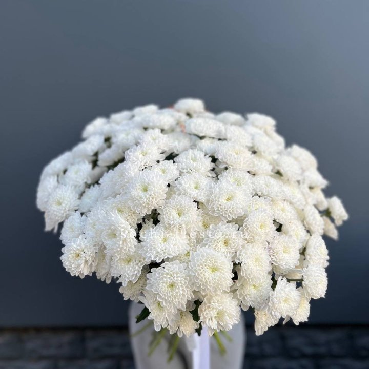  25 хризантем белых в Туле