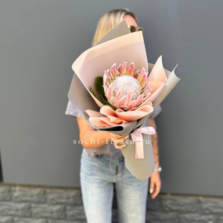 Протея мини  в Туле