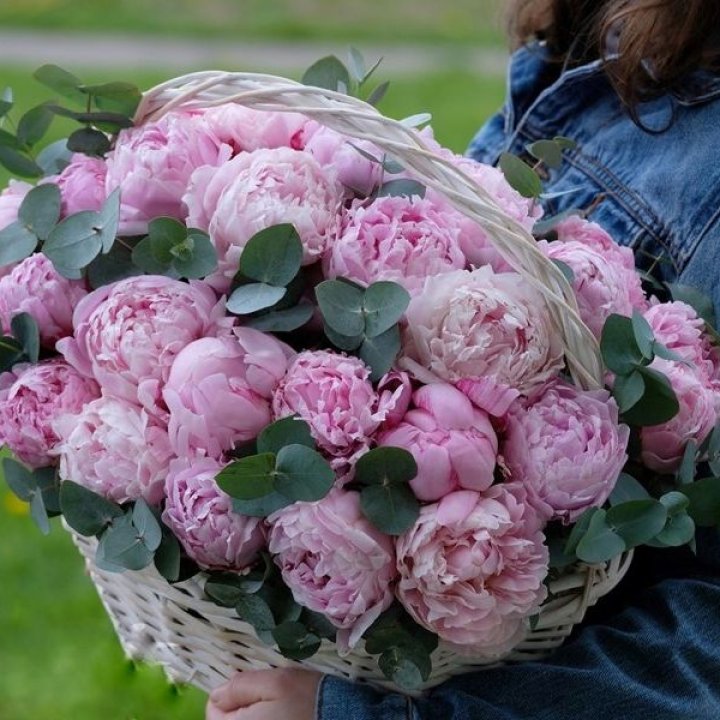 51 пион в корзине в Туле