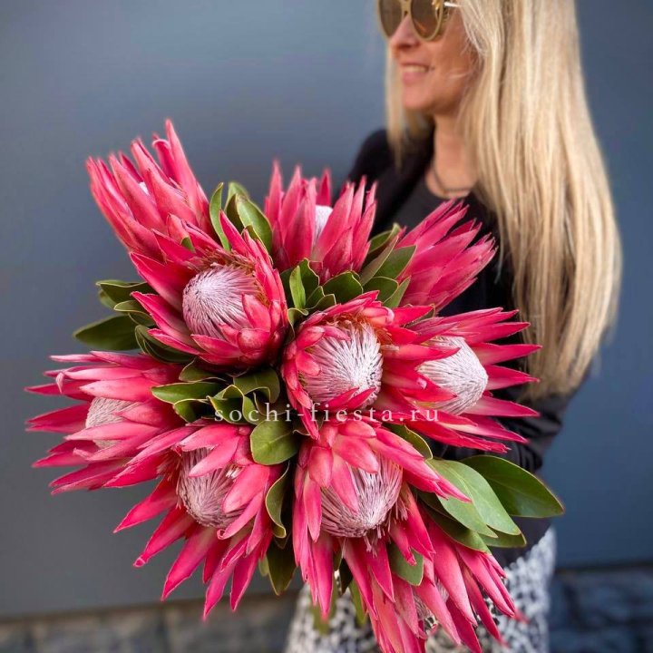 Протея штучно в Туле