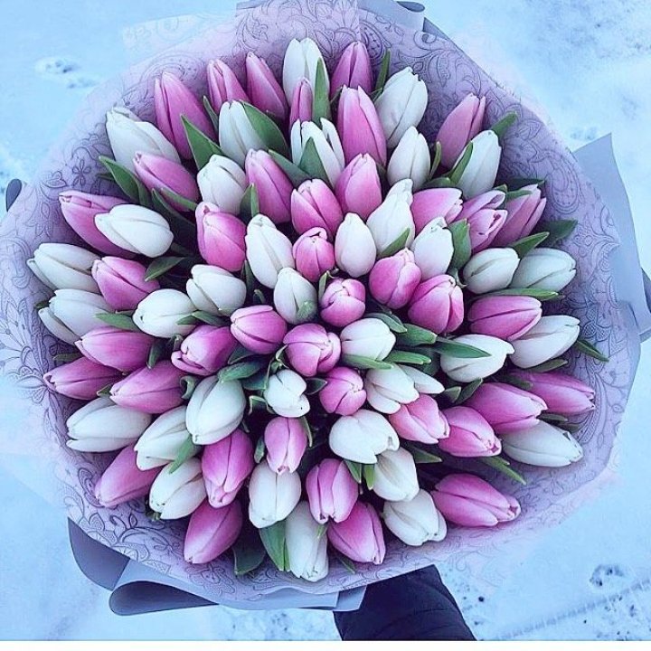 101 тюльпан "Лолипоп" в Туле