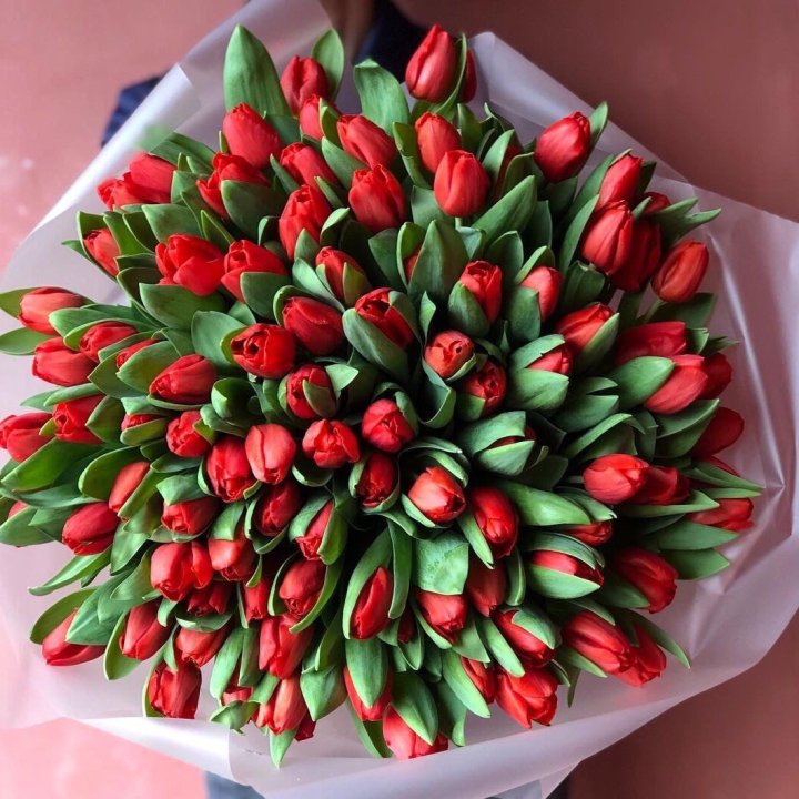 101 красный тюльпан в Туле